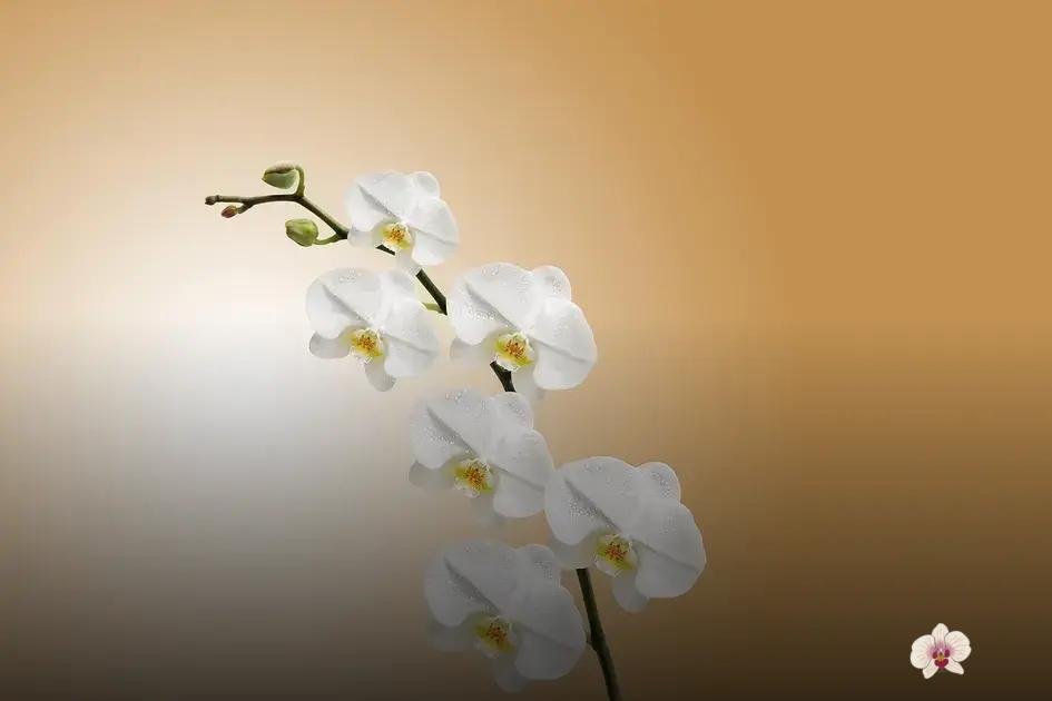 A Importância da Luz na Cultivação de Orquídeas: Orientações e Dicas Práticas