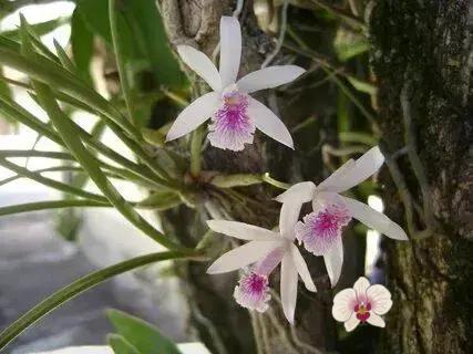 Como Cultivar Orquídeas em Apartamento