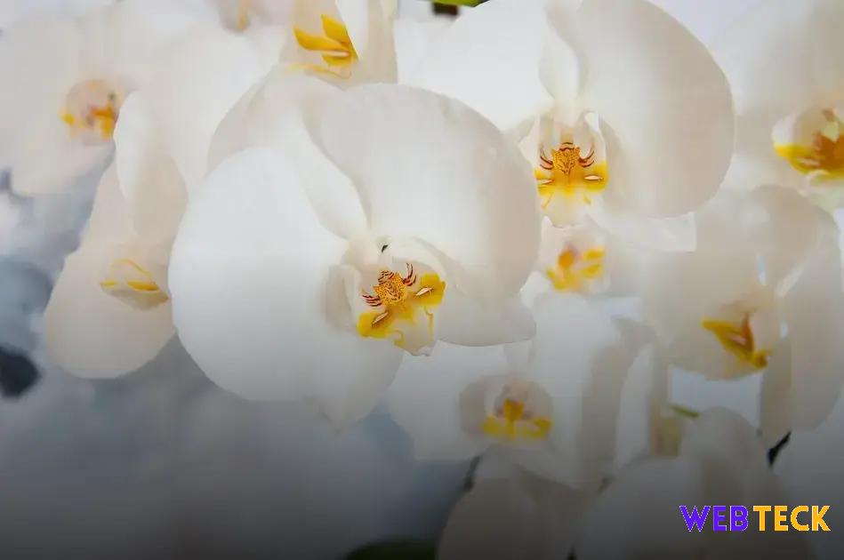 orquidea phalaenopsis como cuidar dicas